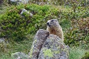 81 Marmotta in sentinella (zoom)
